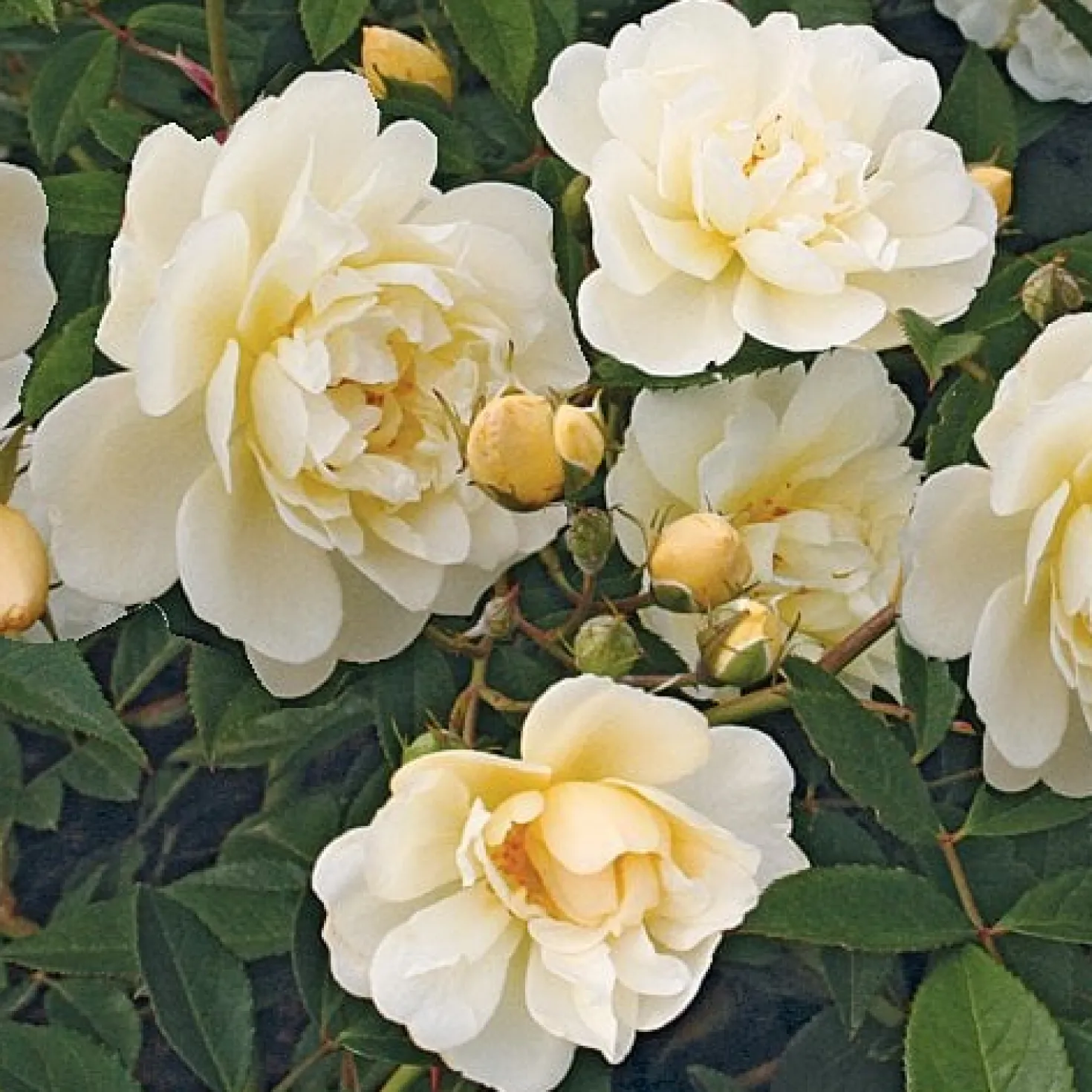 Ramblerrose Christine Hélène
