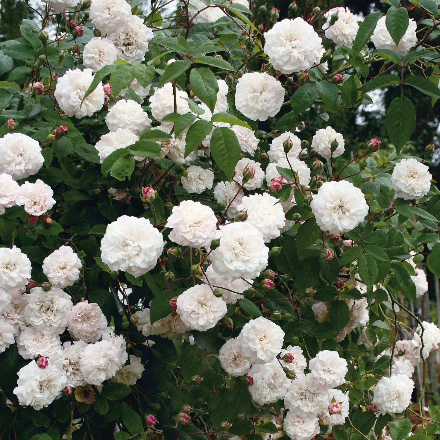 Ramblerrose ’Félicité et Perpétue‘