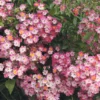 Ramblerrose Maria Lisa