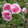 Ramblerrose 'Mme Sancy de Parabère'