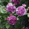 Ramblerrose 'Russeliana'