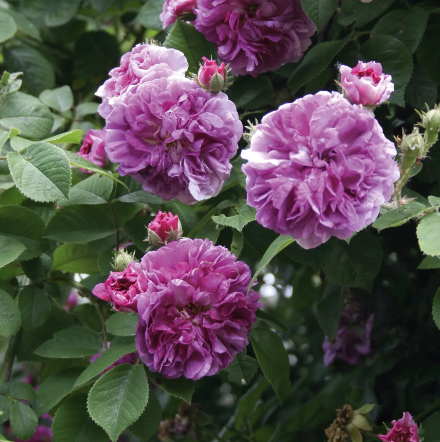 Ramblerrose 'Russeliana'