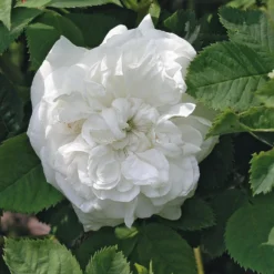 Rosenhecke Bauerngarten