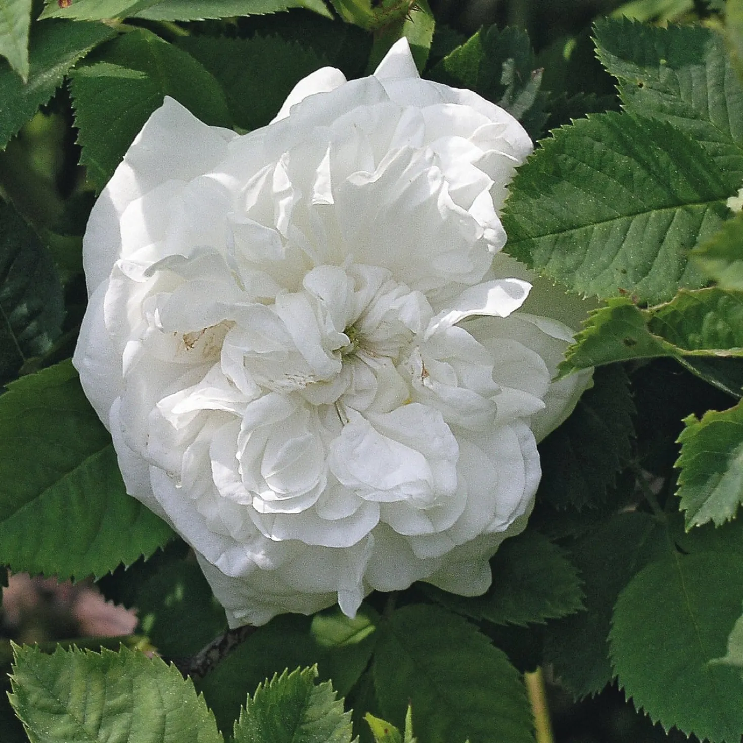 Rosenhecke Bauerngarten