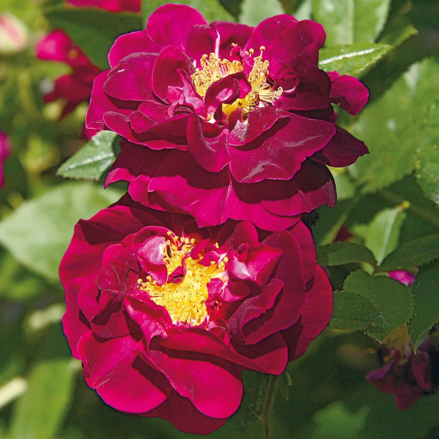 Rosenhecke Bauerngarten