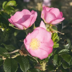 Rosenhecke Friesenwall