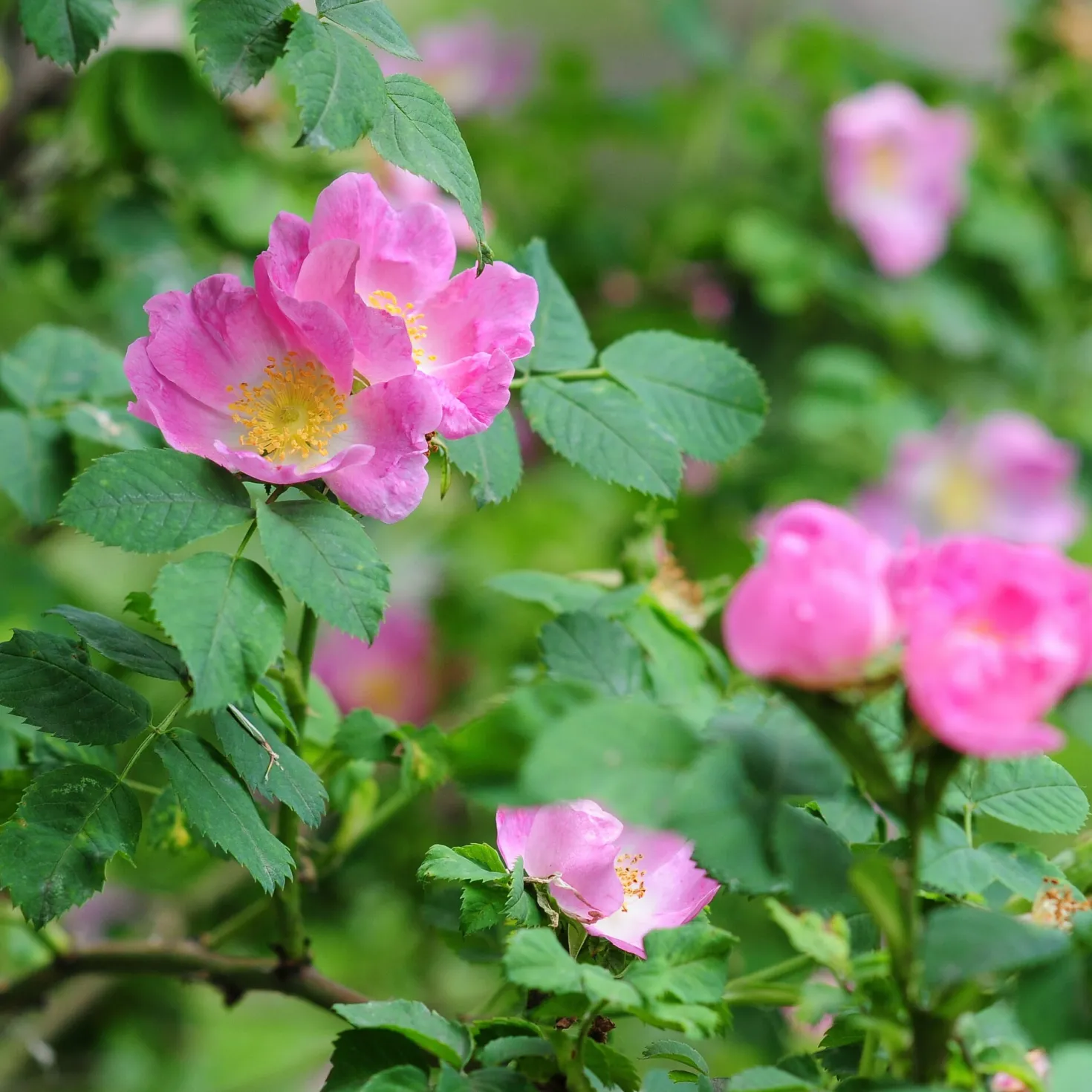Rosenhecke Heimische Wildrosen