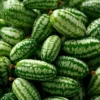 Saatgut Gemüse und Blumen für Kinder