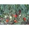 San-Marzano-Tomaten