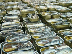 Sardinen in scharfem Olivenöl