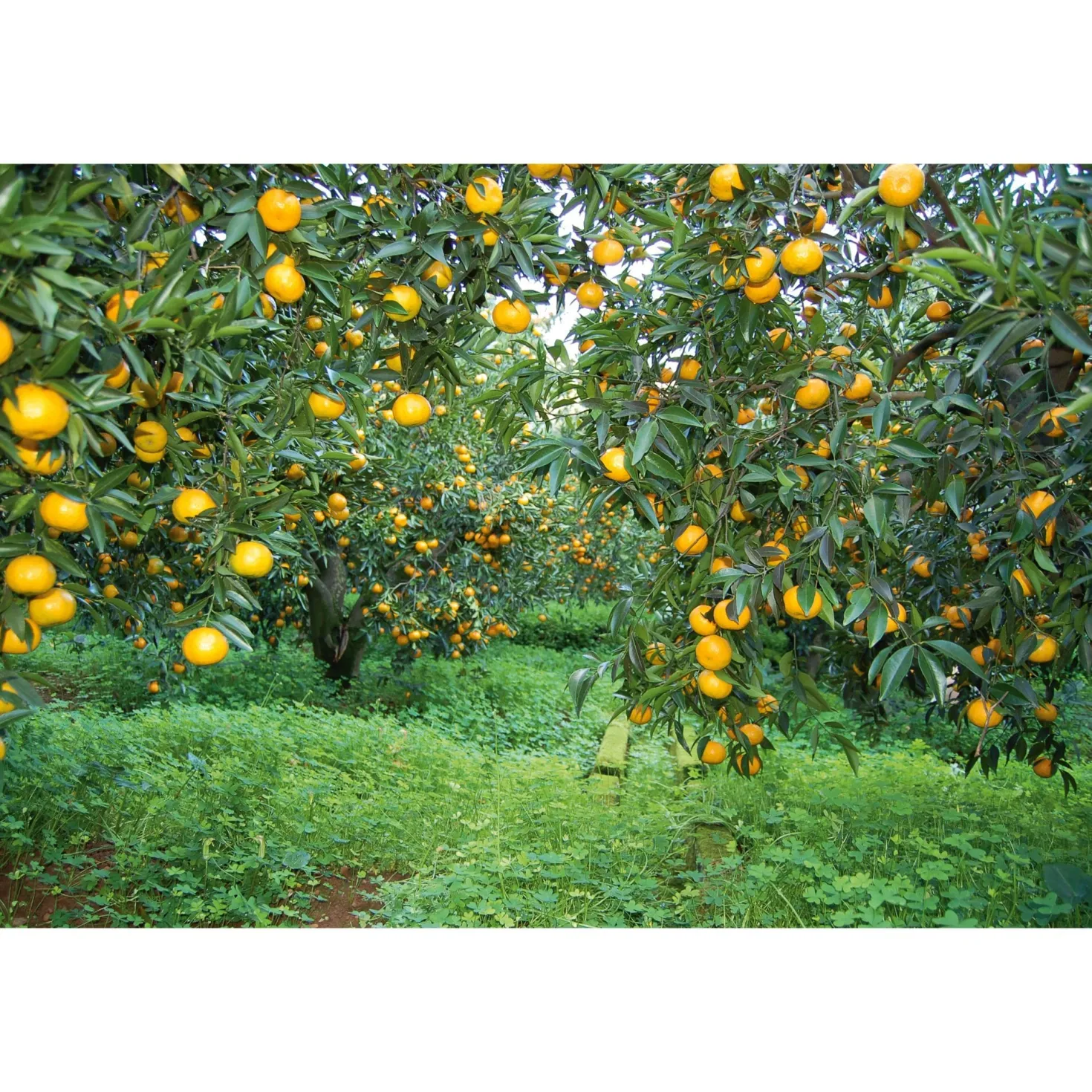 Sizilianischer Mandarinenfruchtaufstrich