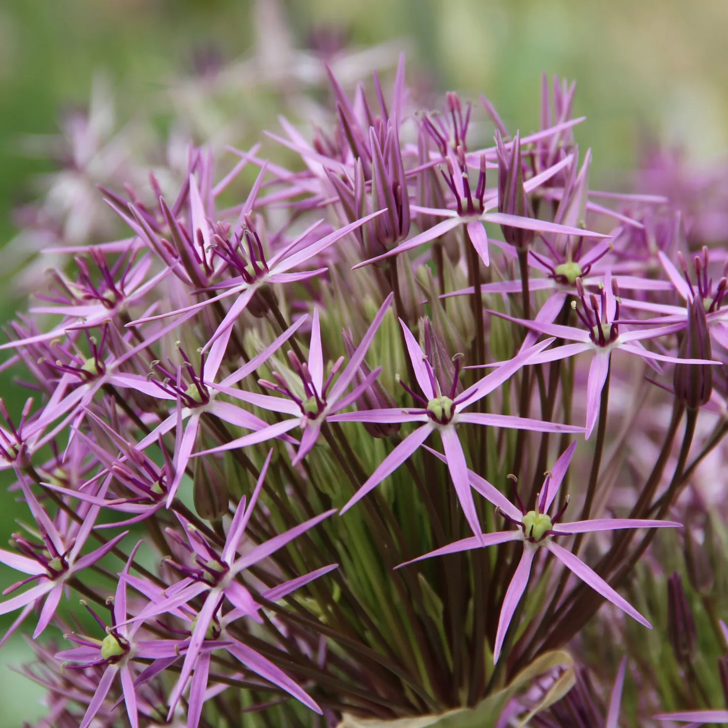 Sternkugellauch