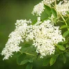 Strauchpaket Wildfruchthecke 2