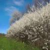Strauchpaket Wildfruchthecke 1