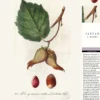 Thorbeckes heimisches Obst Kalender 2027