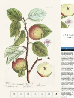 Thorbeckes heimisches Obst Kalender 2027