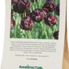 Tulpe 'Black Hero'