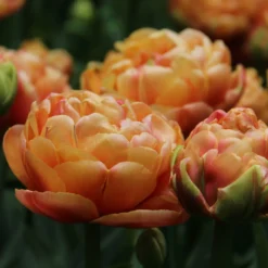 Tulpe 'Copper Image'