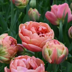 Tulpe 'Copper Image'