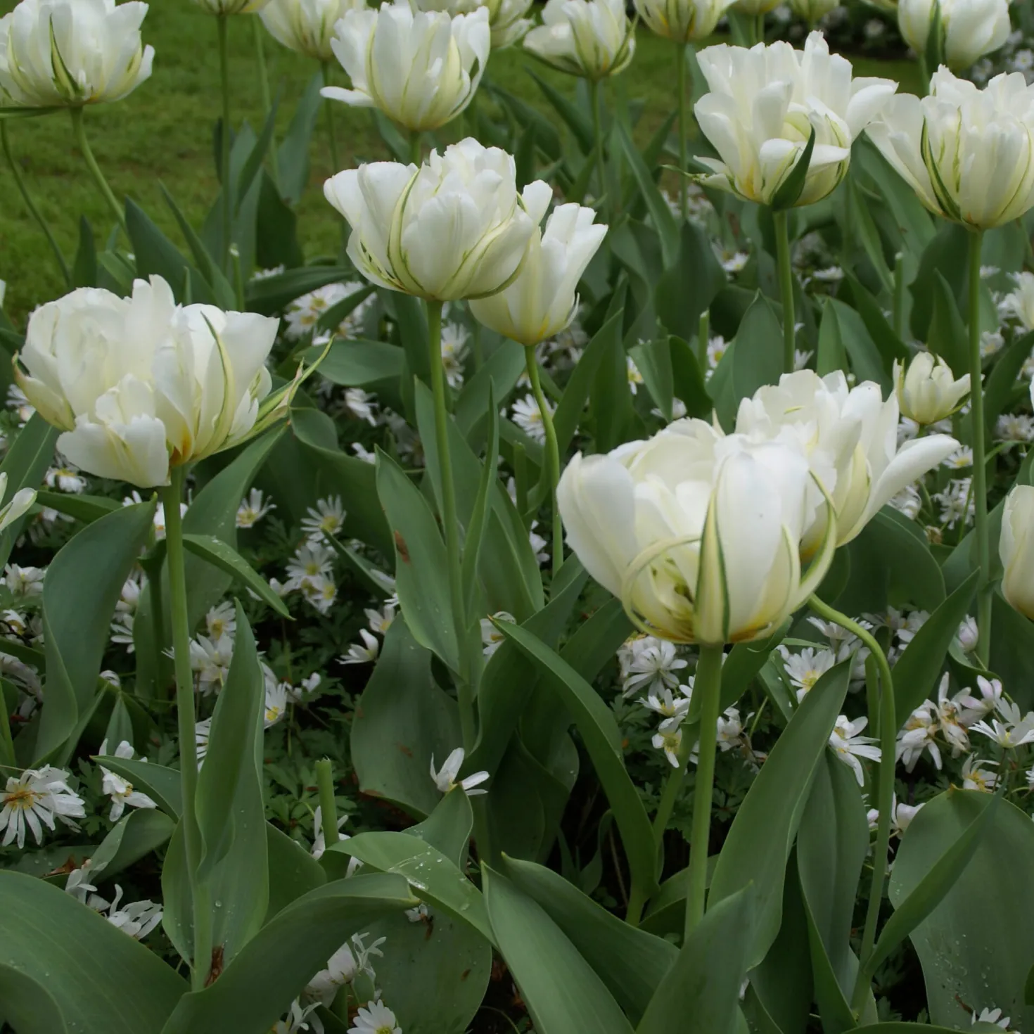Tulpe 'Exotic Emperor'