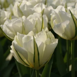 Tulpe 'Exotic Emperor'