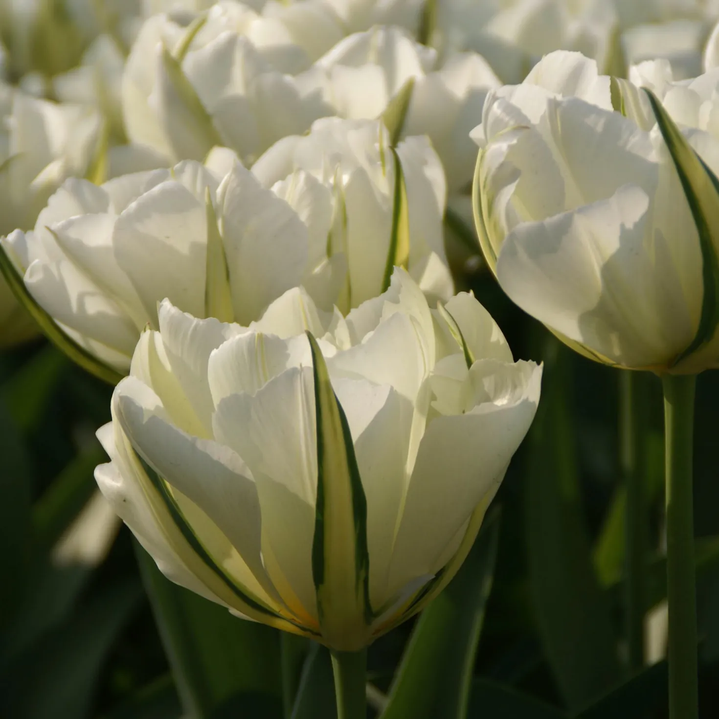 Tulpe 'Exotic Emperor'