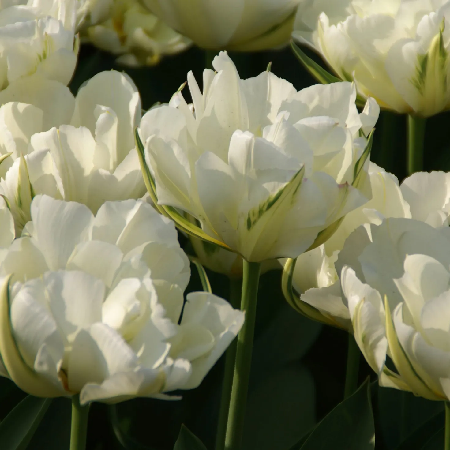 Tulpe 'Exotic Emperor'