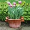 Tulpentopf Terrakotta