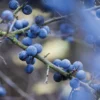 Wildkräuter im Herbst und Winter