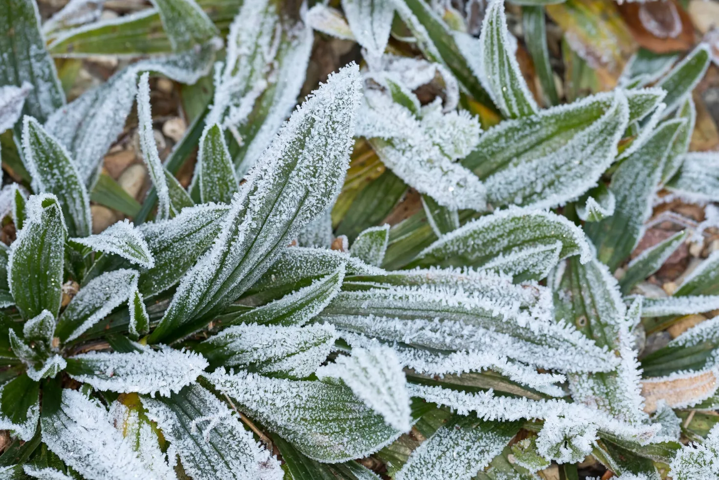 Wildkräuter im Herbst und Winter