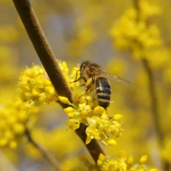 Wildobstgehölz Kornelkirsche