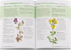 Wildpflanzen neu entdecken