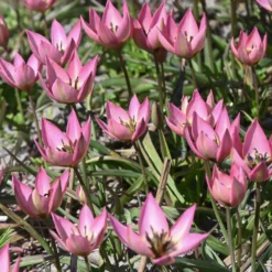 Wildtulpe ’Garden of Clusius‘