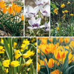 Wildtulpen-Mischung