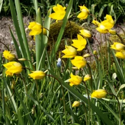 Wildtulpen-Mischung