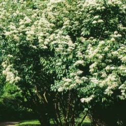 Ziergehölz Bienenbaum
