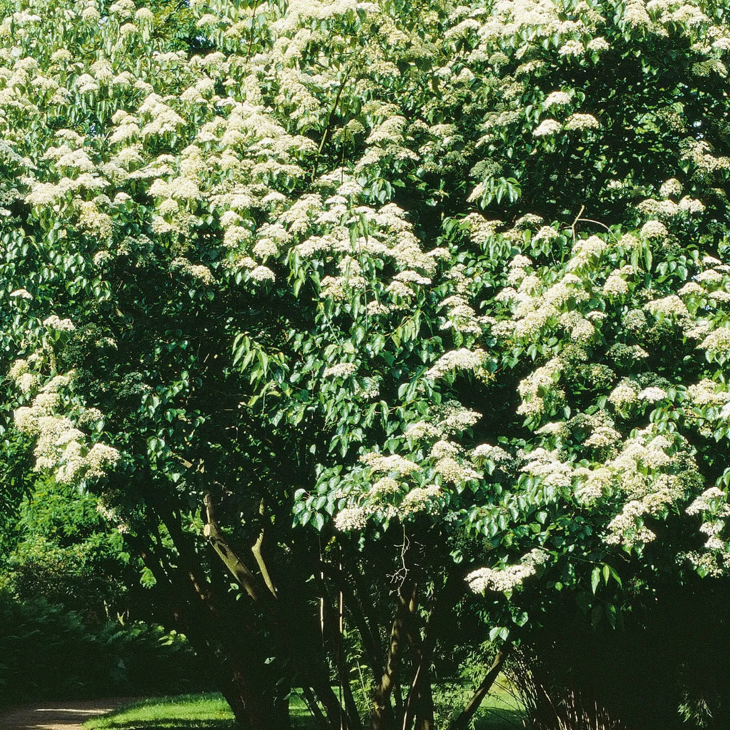 Ziergehölz Bienenbaum