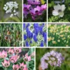 Zwiebelblumen für Blumensträuße
