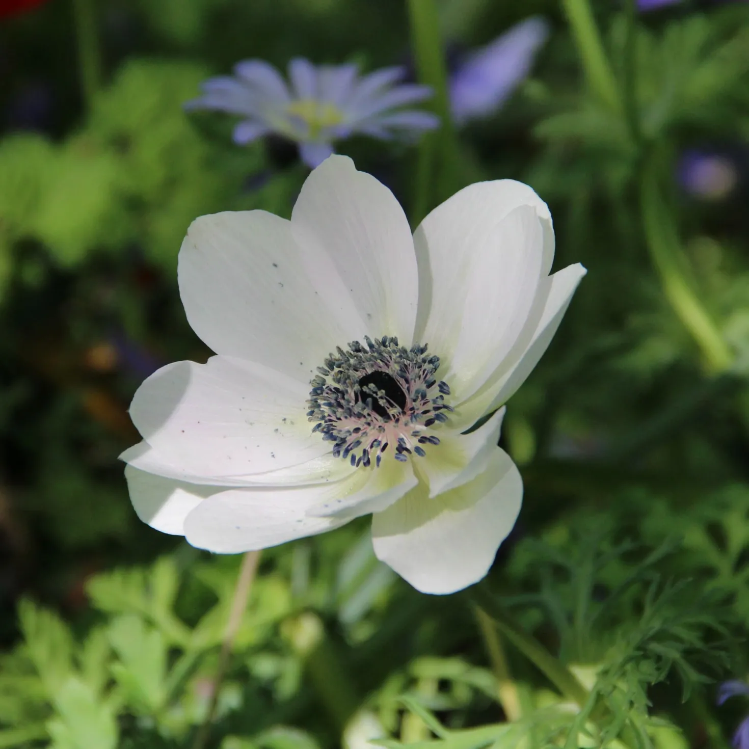 Zwiebelblumen für Blumensträuße