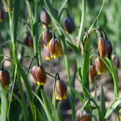 Zwiebelblumen für Blumensträuße