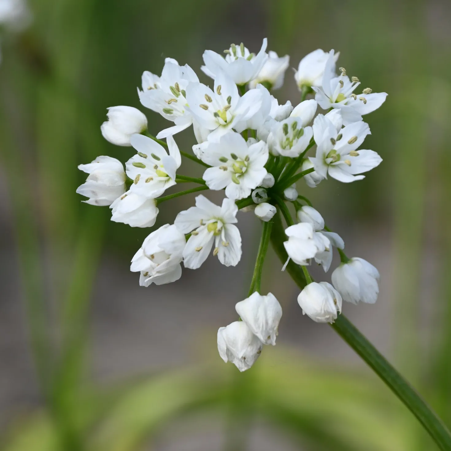Zwiebelblumen für Blumensträuße